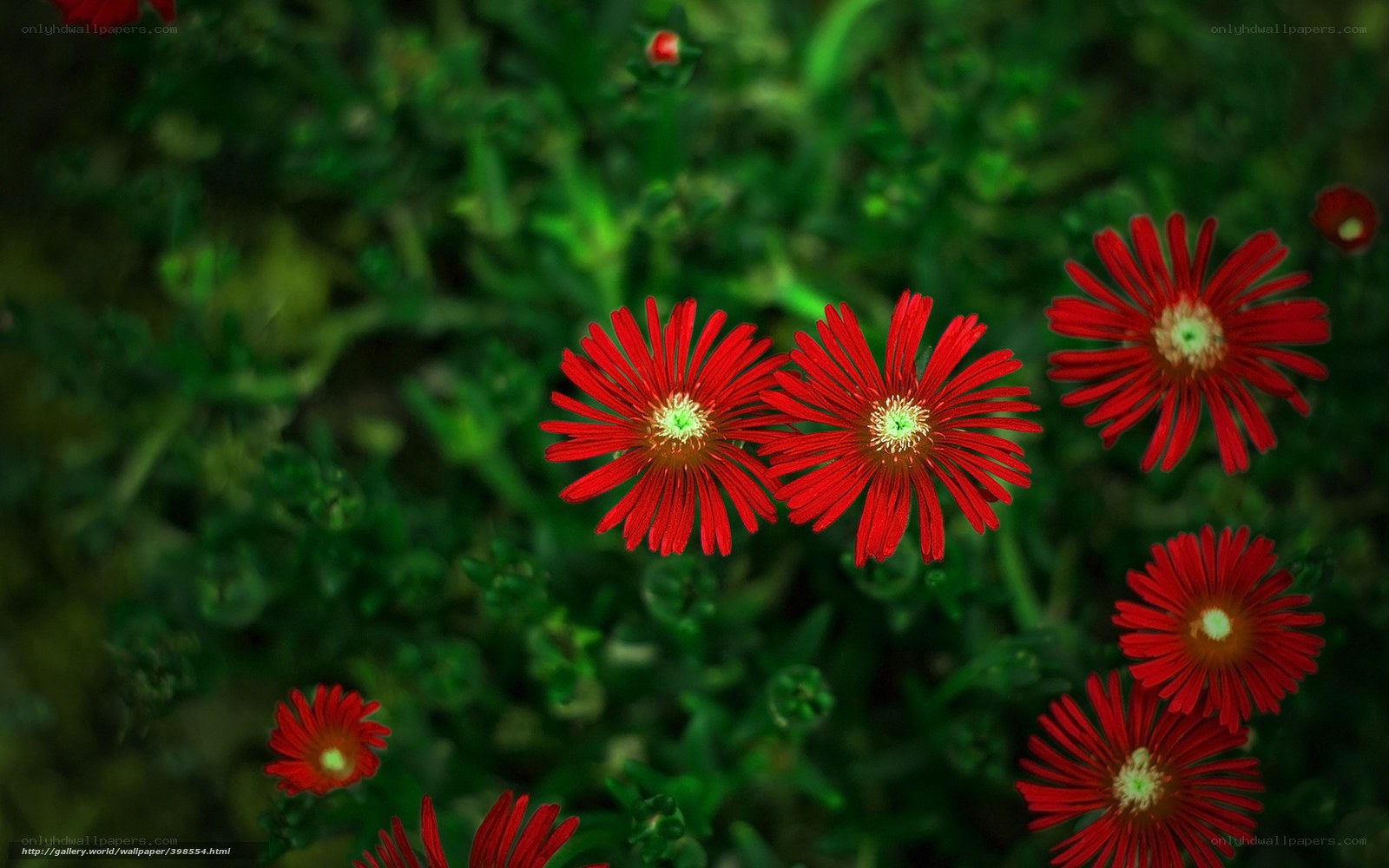 Red flowers in green foliage