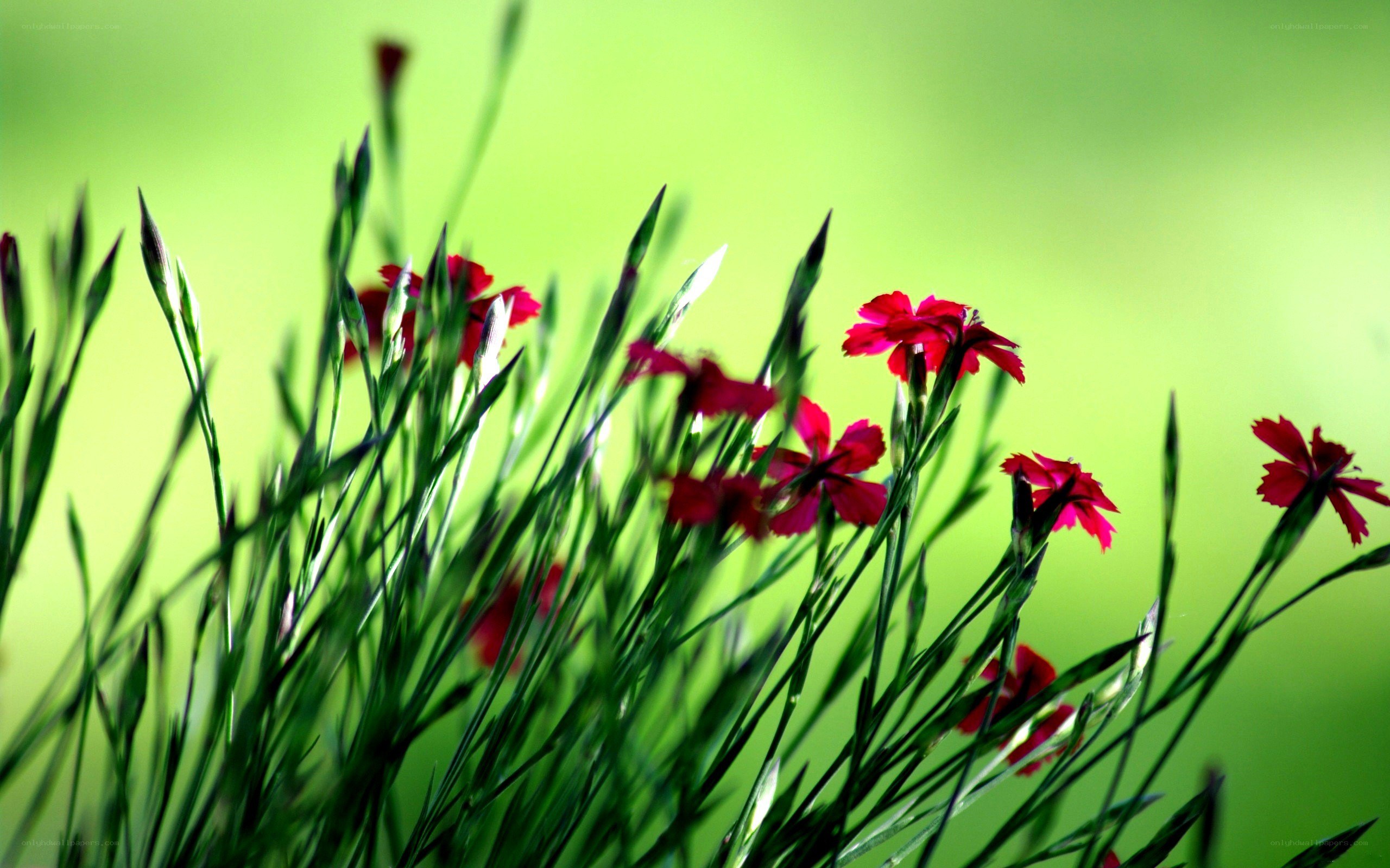 Red flowers in green grass