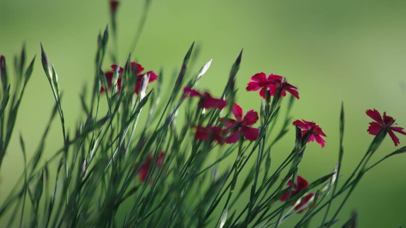 Red Flowers in Green Grass — Serene