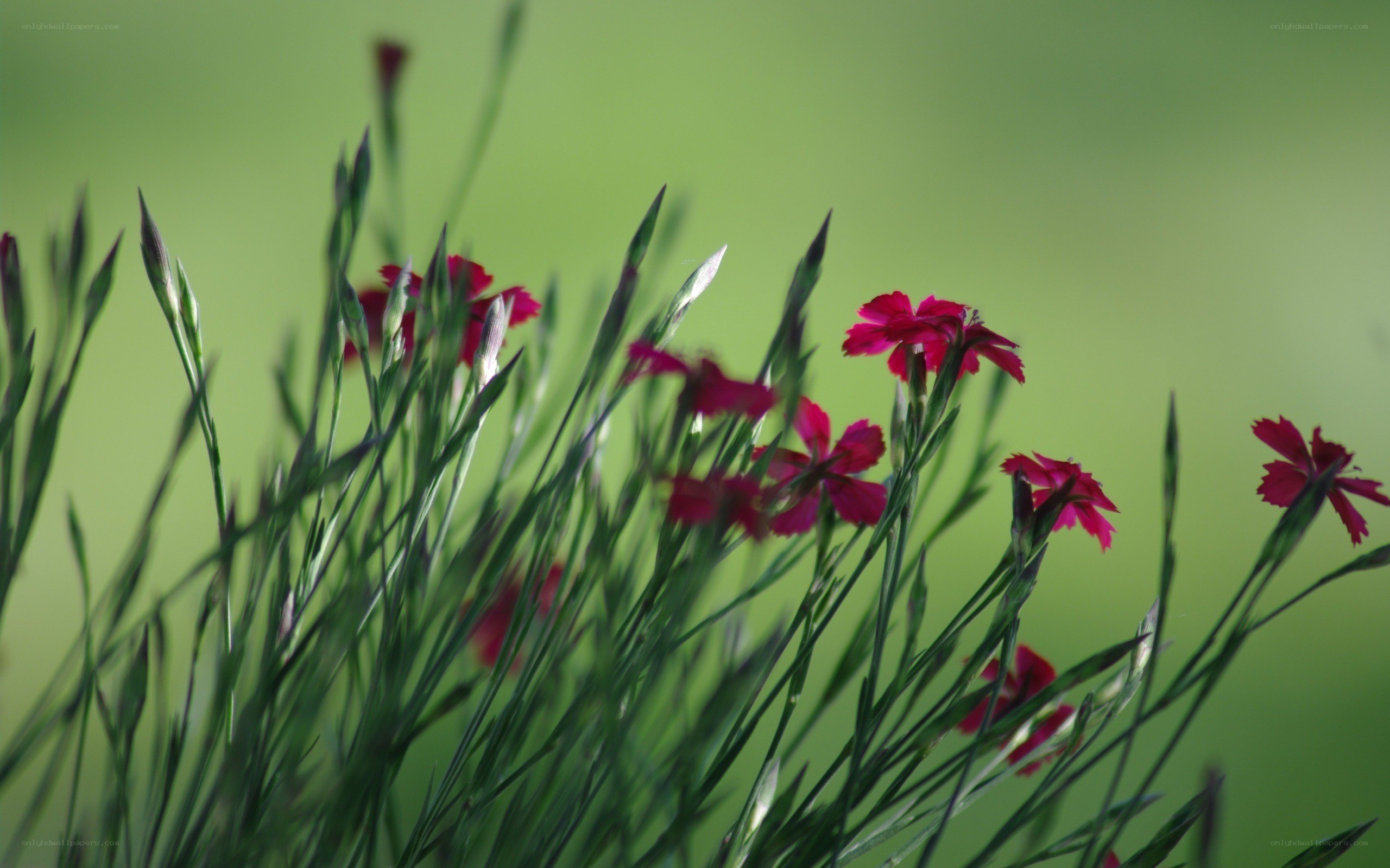 Red flowers in green grass