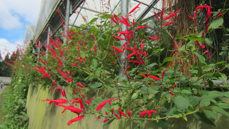Red Flowers in Greenhouse — Natural