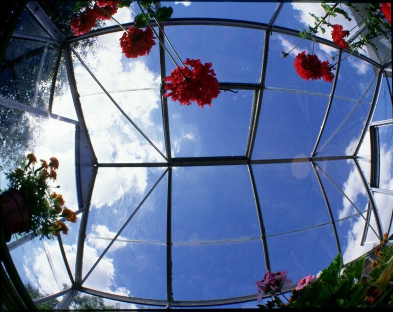 Red Flowers in Greenhouse