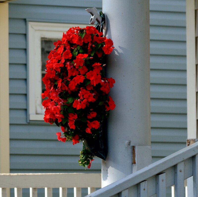 Red Flowers in Hanging Basket