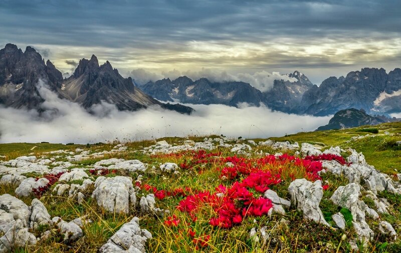 Red Flowers in Mountain Meadow — Dramatic