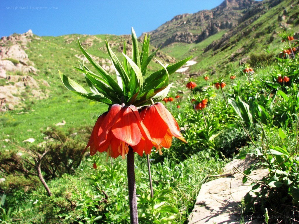 Red flowers in mountain meadow