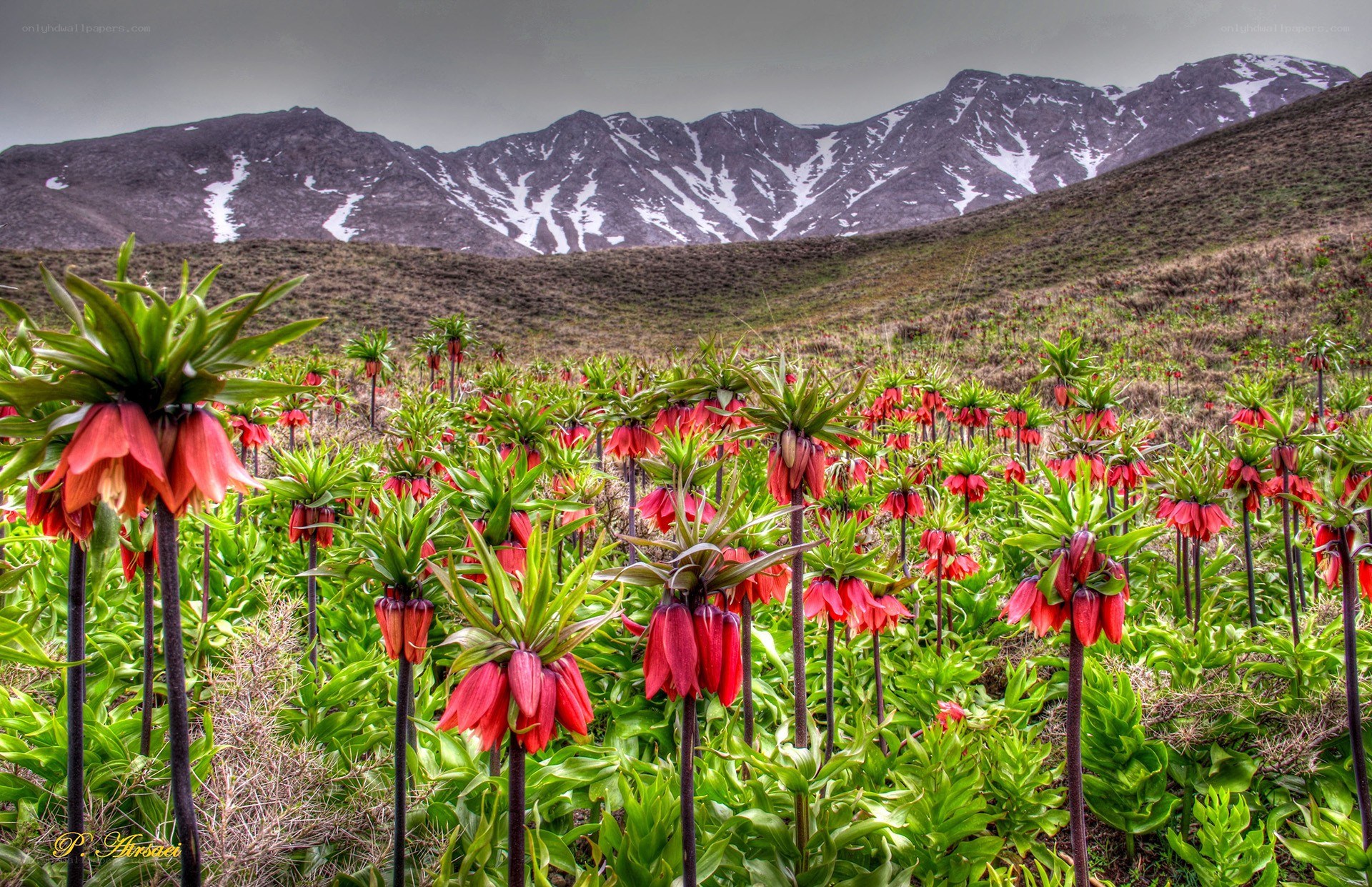 Red flowers in mountain valley
