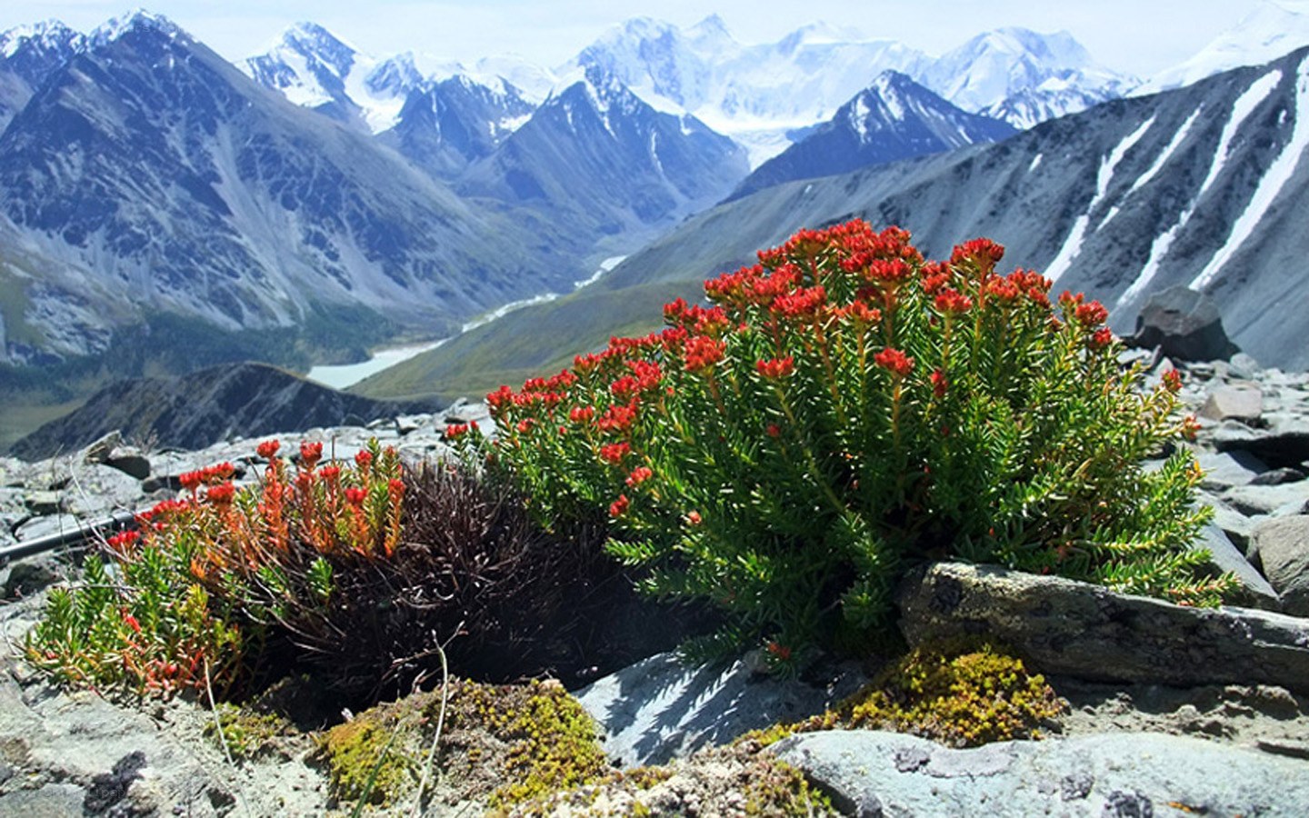 Red flowers in mountain valley