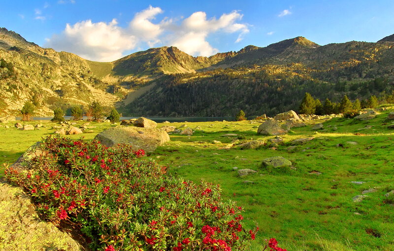 Red Flowers in Mountain Valley — Green