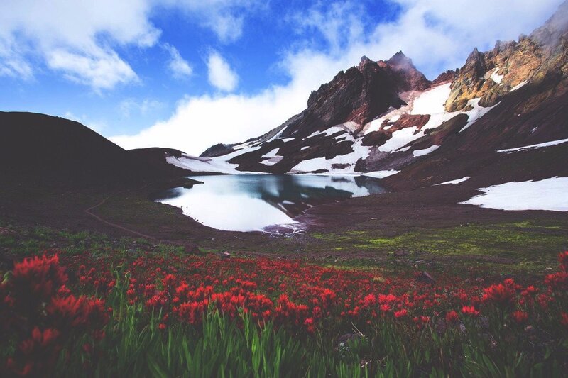 Red Flowers in Mountain Valley — Serene