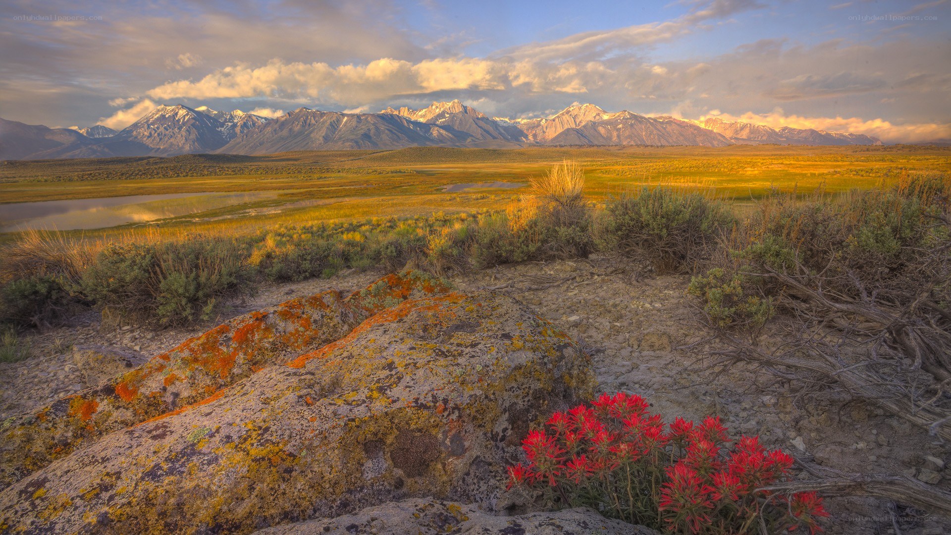 Red flowers in mountain valley