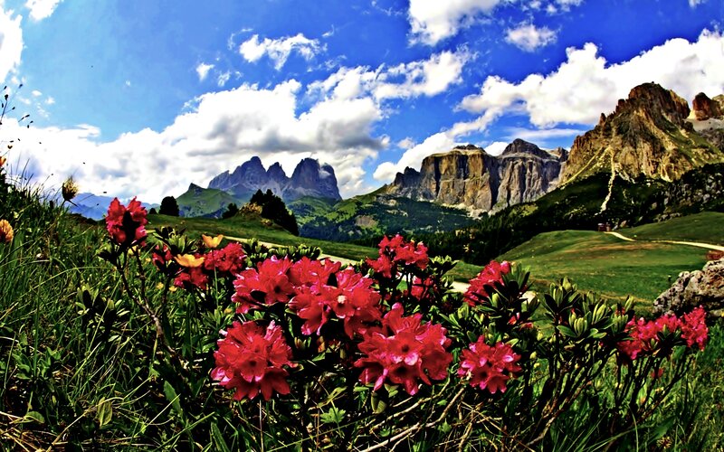 Red Flowers in Mountains