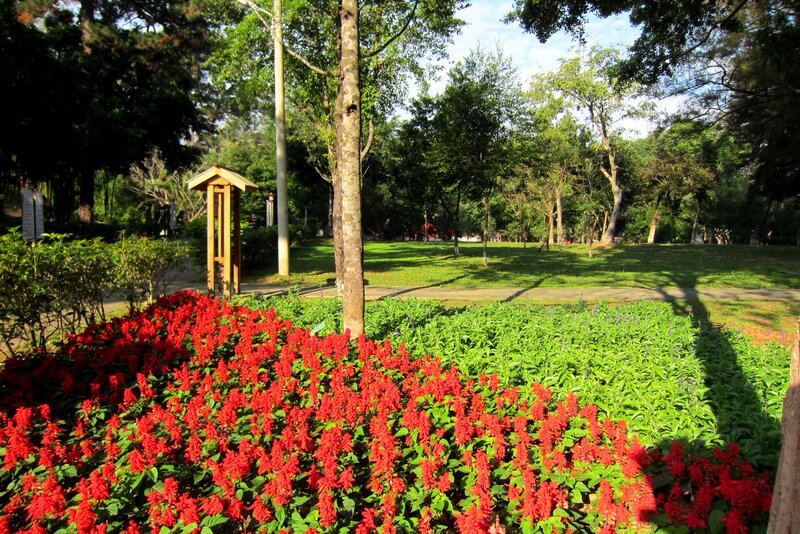 Red Flowers in Park — Serene, Afternoon