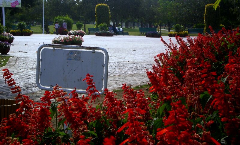 Red Flowers in Park