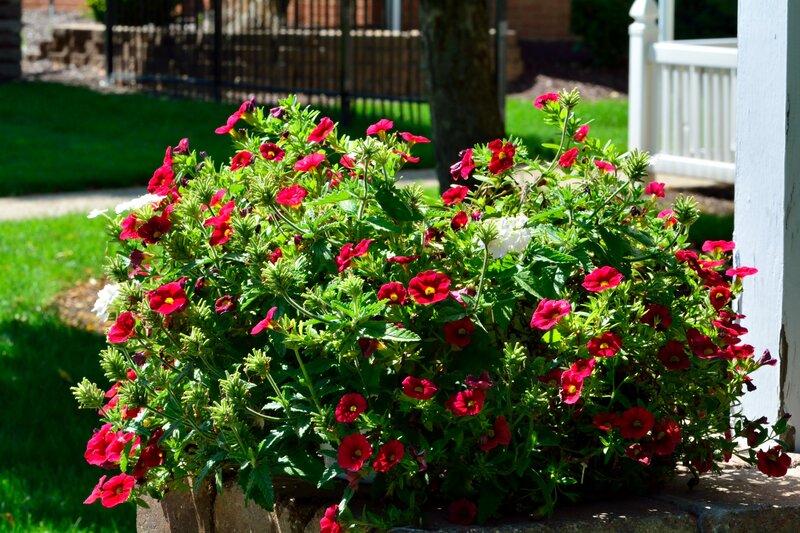 Red Flowers in Planter — Serene