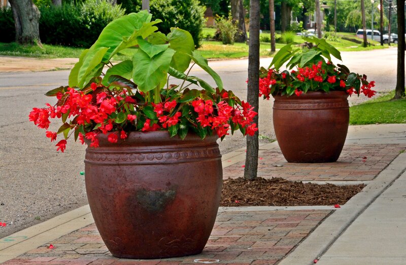 Red Flowers in Planters — Calm