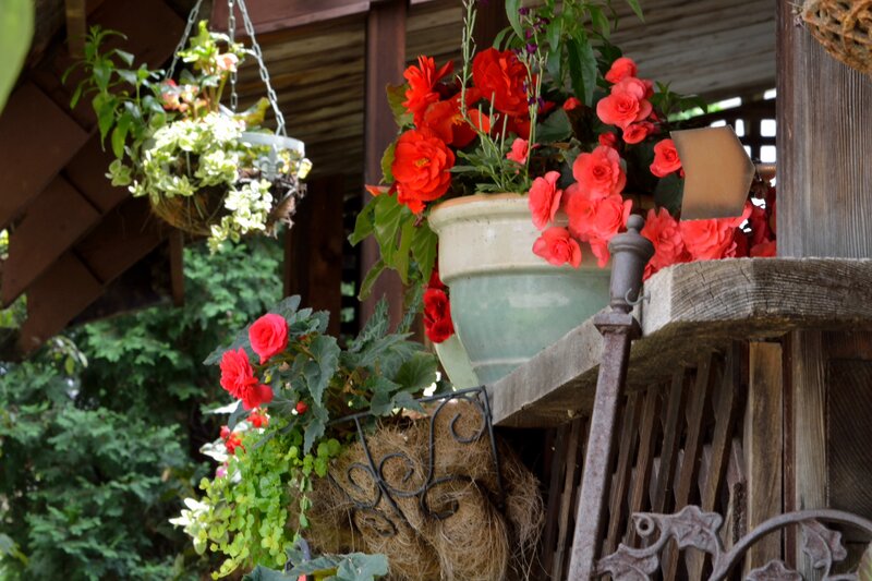 Red Flowers in Planters