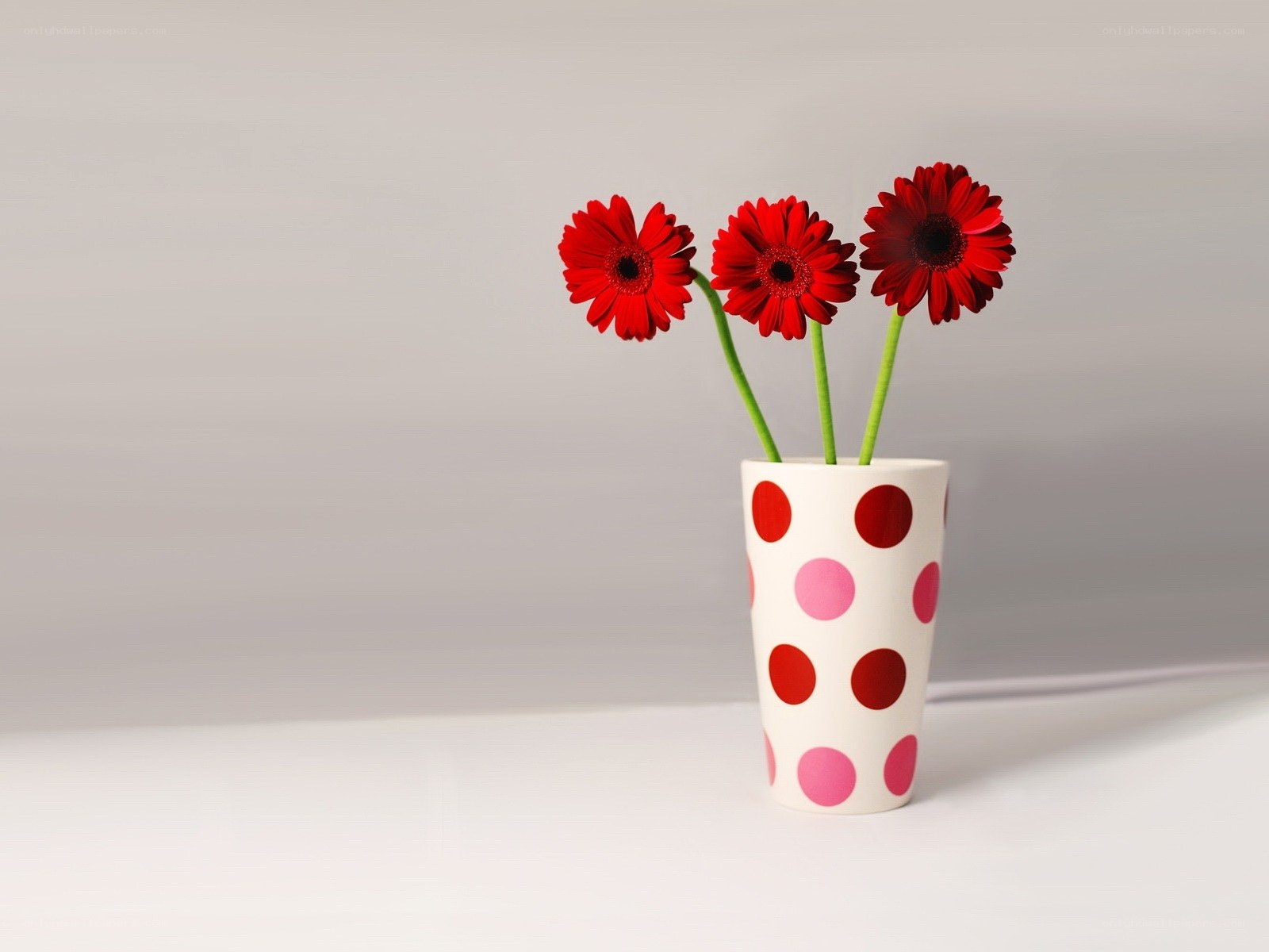 Red flowers in polka dot vase