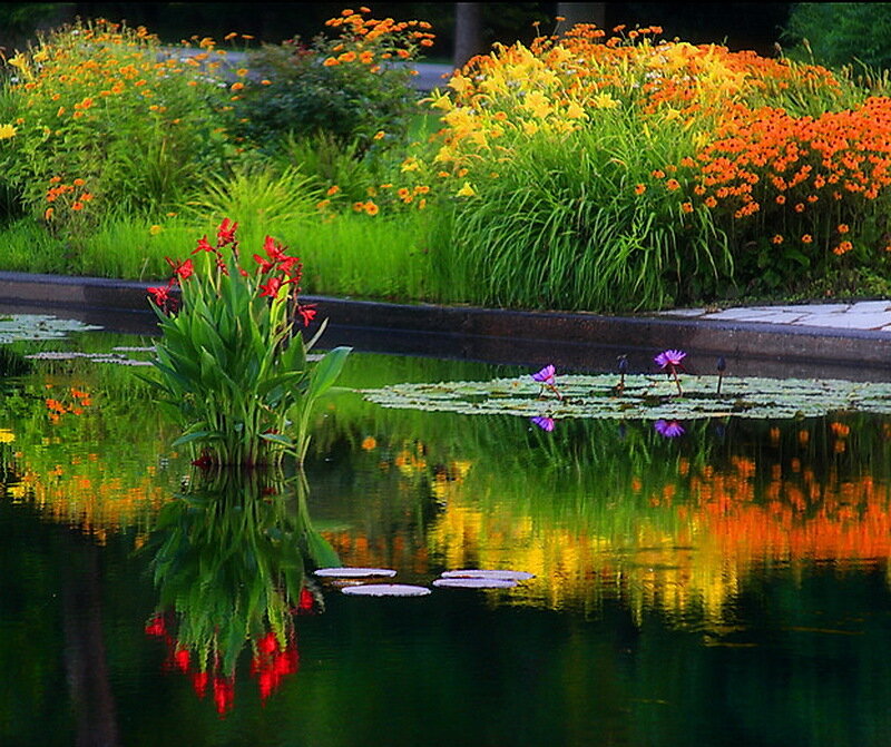 Red Flowers in Pond