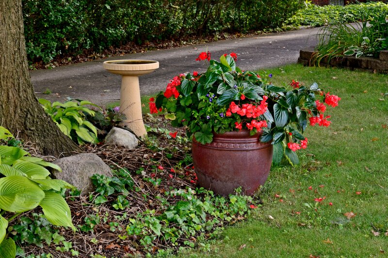 Red Flowers in Pot — Green, Serene