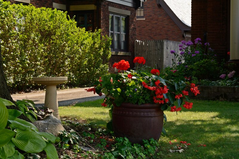 Red Flowers in Pot — Green