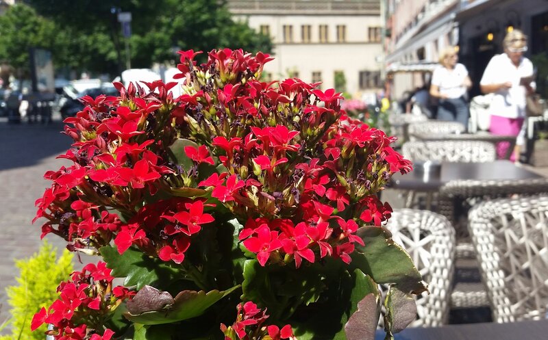 Red Flowers in Pot — Outdoor