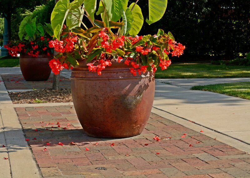Red Flowers in Pot — Serene