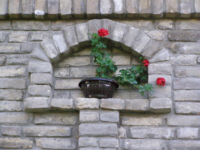 Red Flowers in Pot
