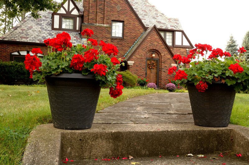 Red Flowers in Pots