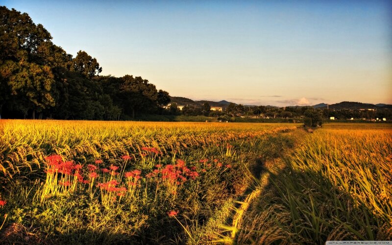 Red Flowers in Rice Field