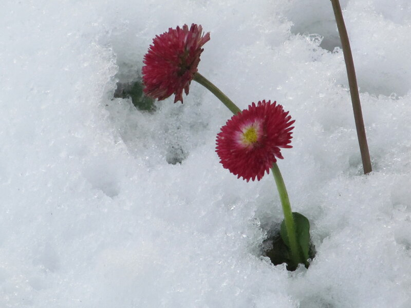 Red Flowers in Snow
