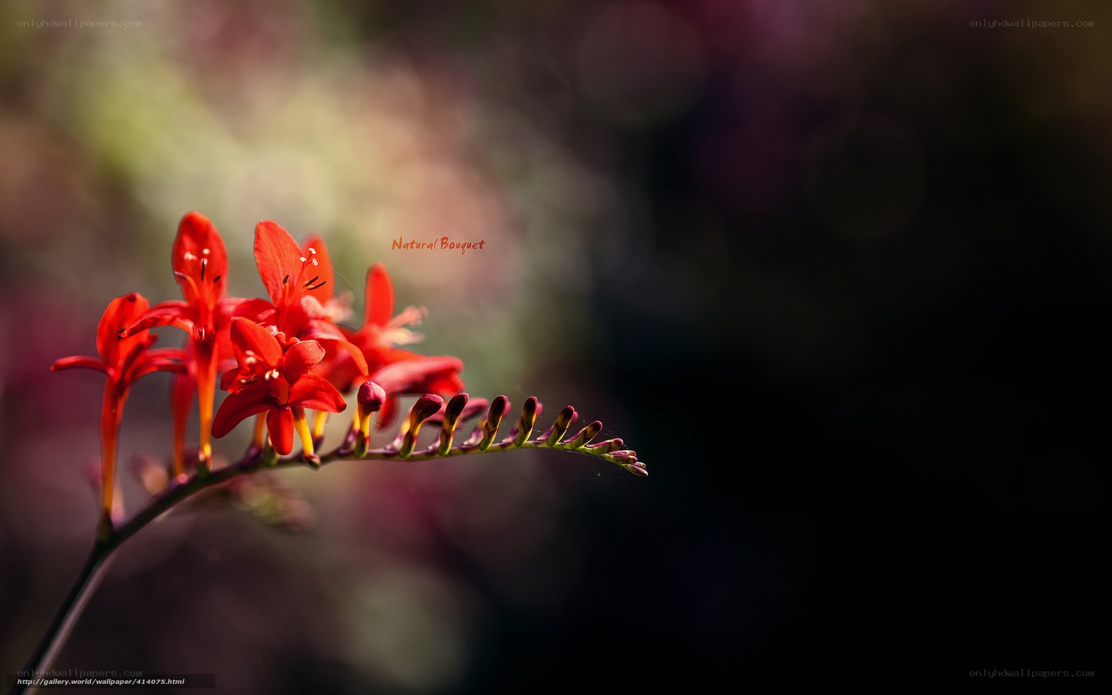 Red flowers in soft focus