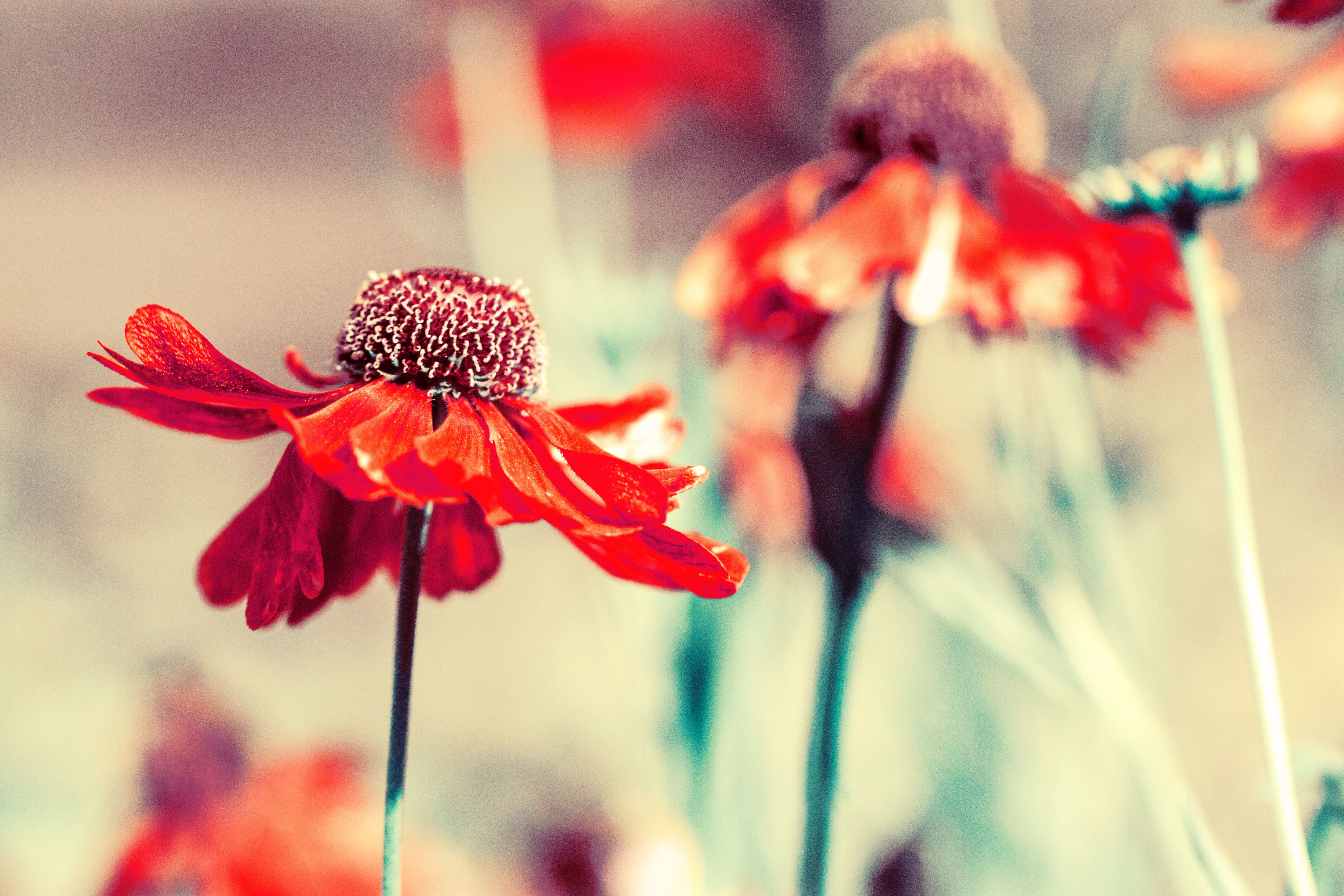 Red flowers in soft focus