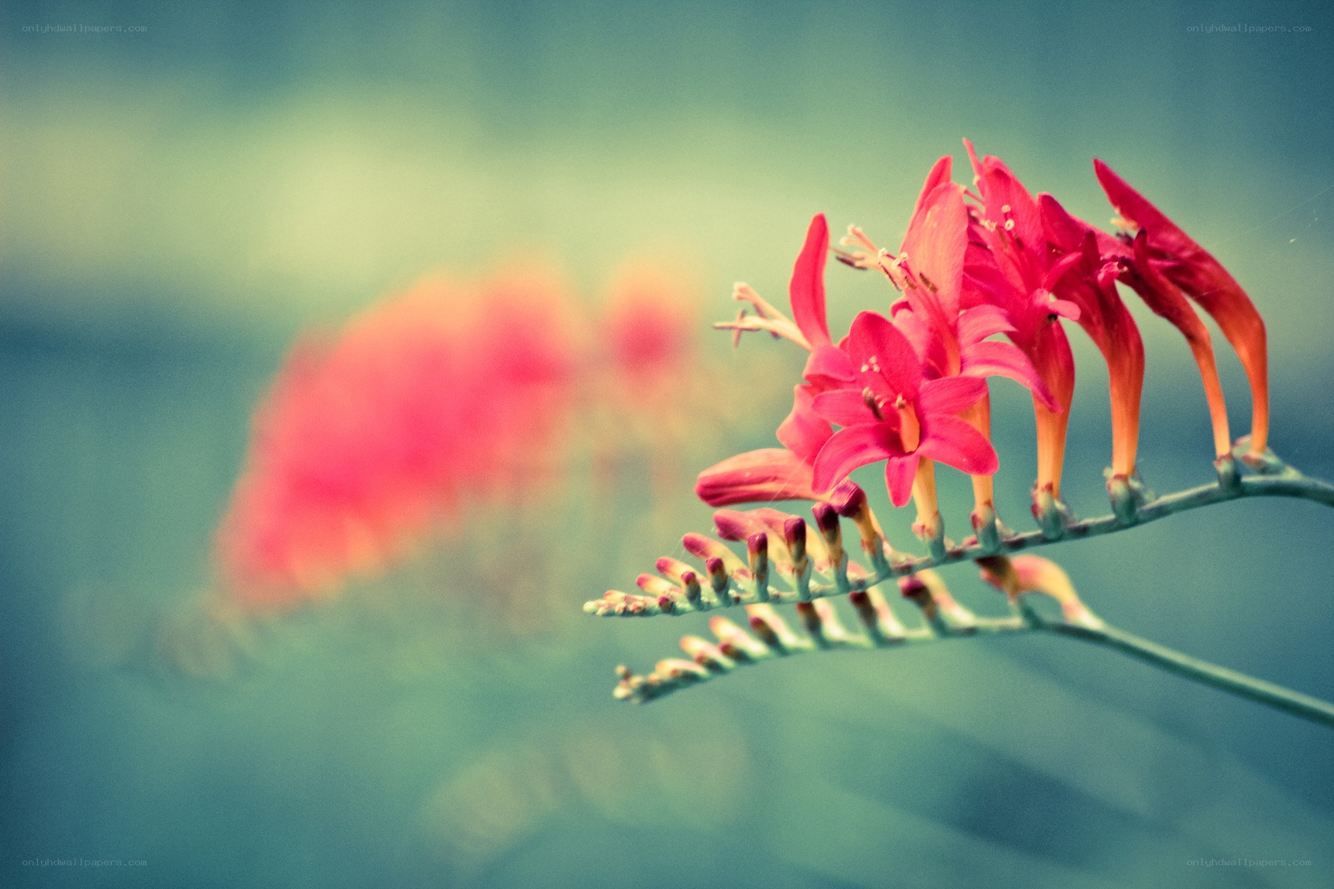 Red flowers in soft focus