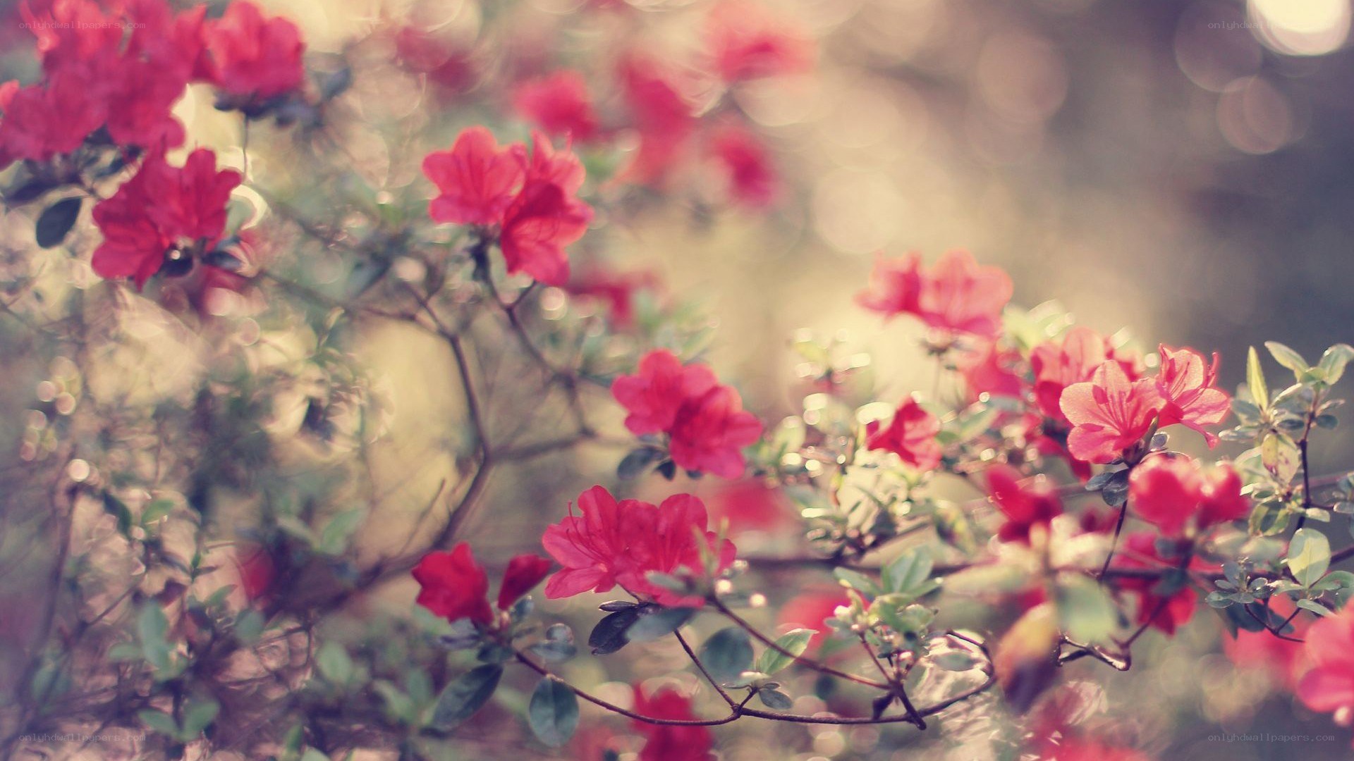 Red flowers in soft focus