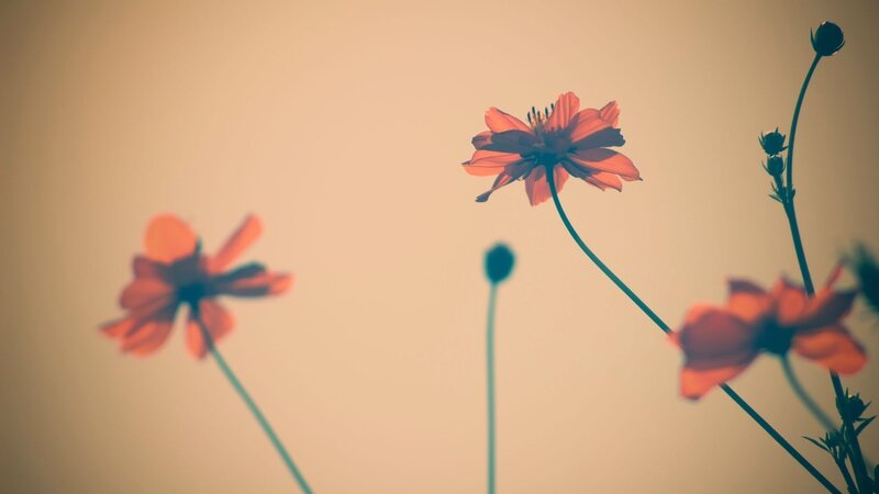 Red flowers in soft light