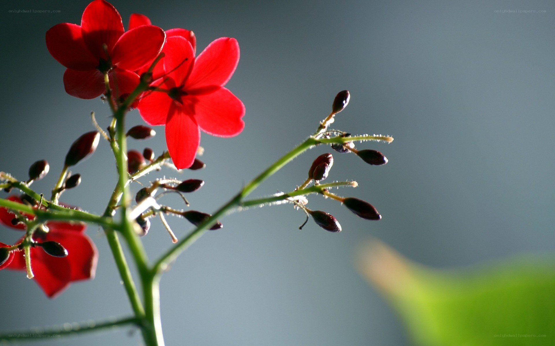 Red flowers in sunlight