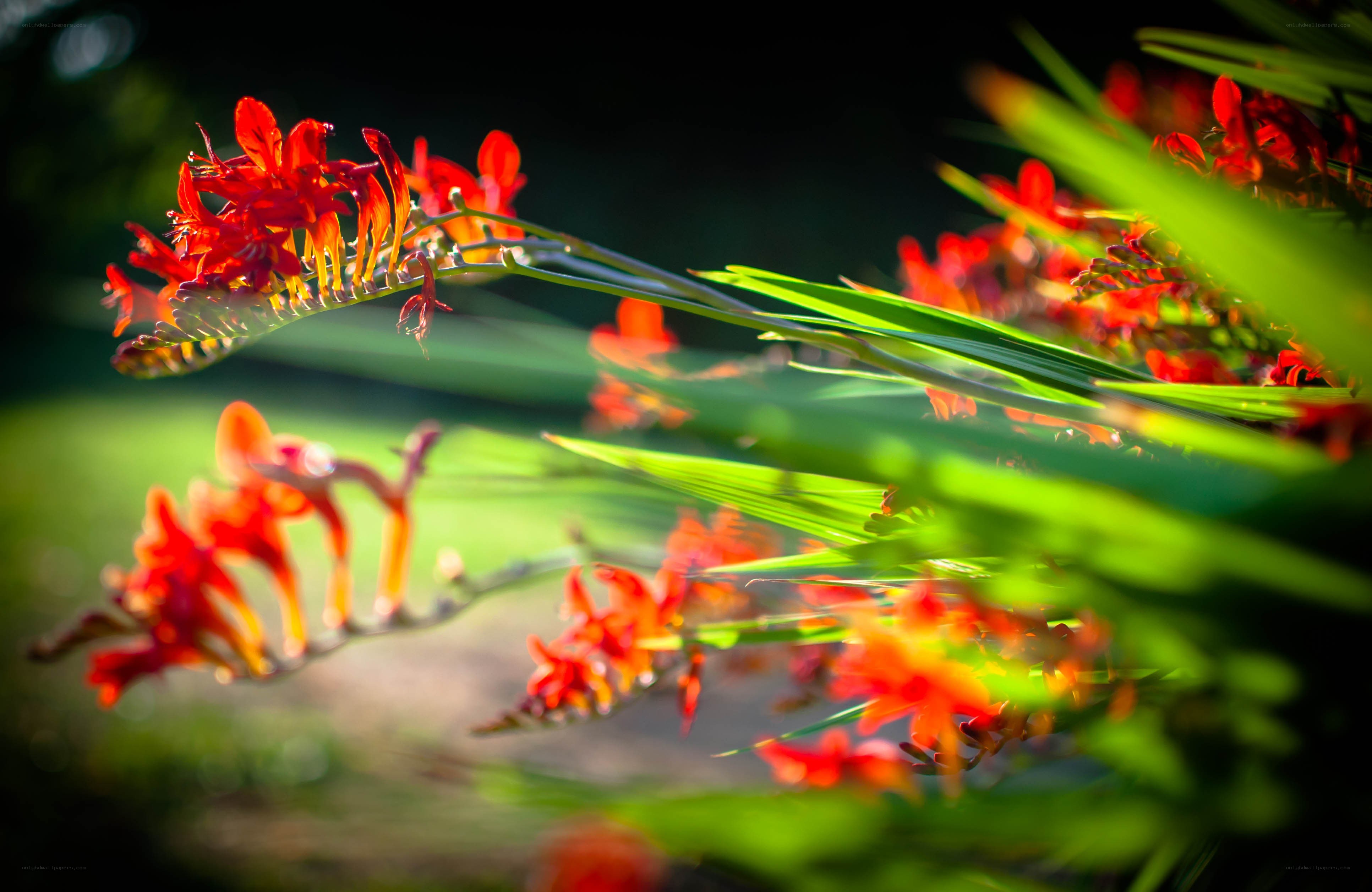 Red flowers in sunlight