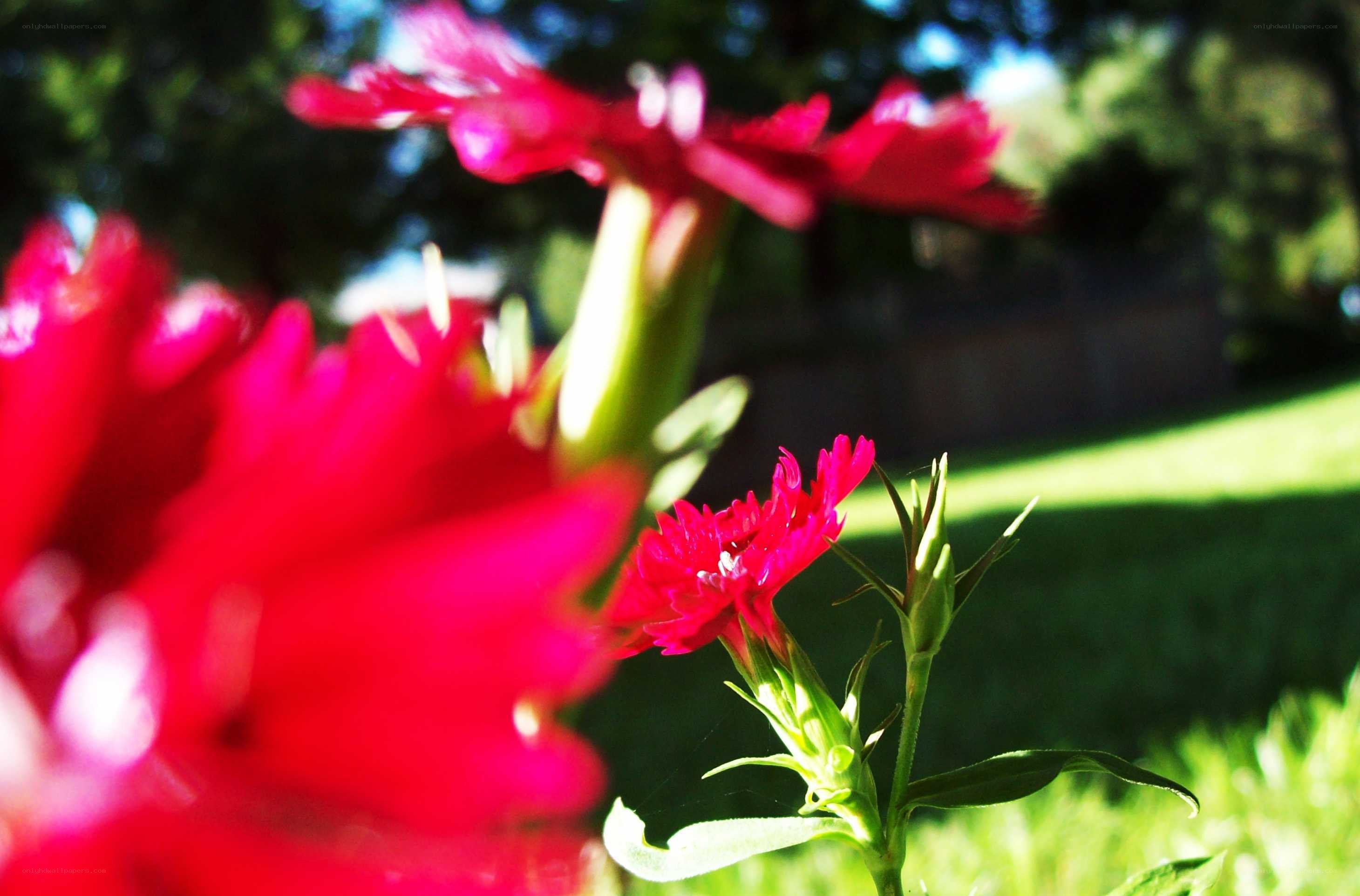 Red flowers in sunlight