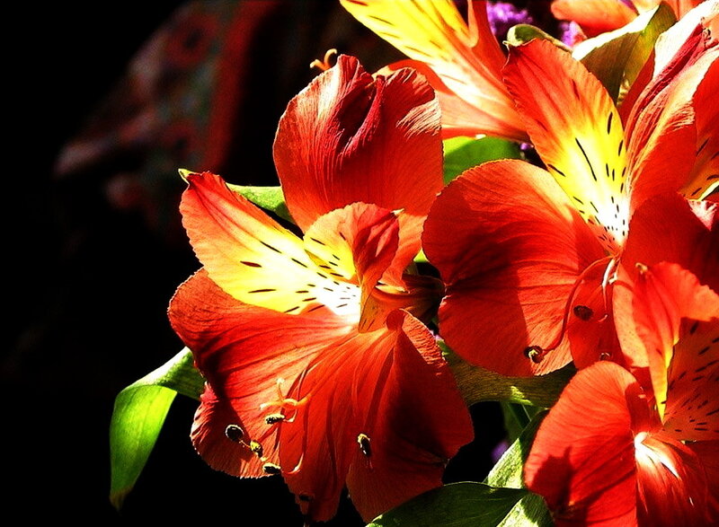 Red flowers in sunlight