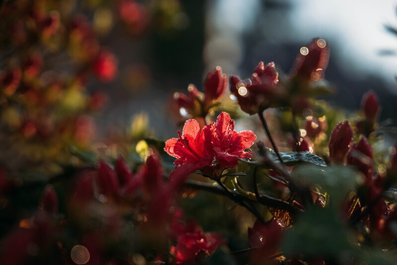 Red Flowers in Sunlight — Serene, Sunset, Photograph