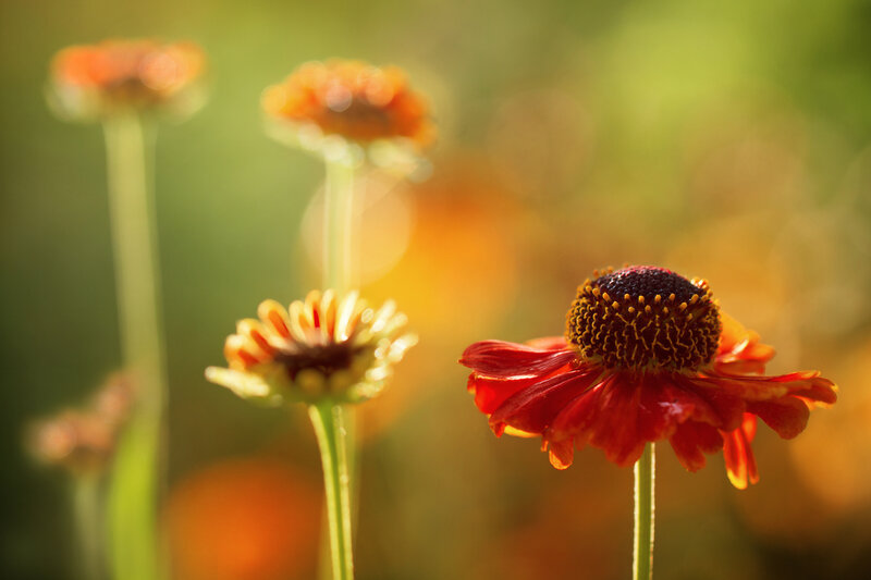 Red Flowers in Sunlight — Serene
