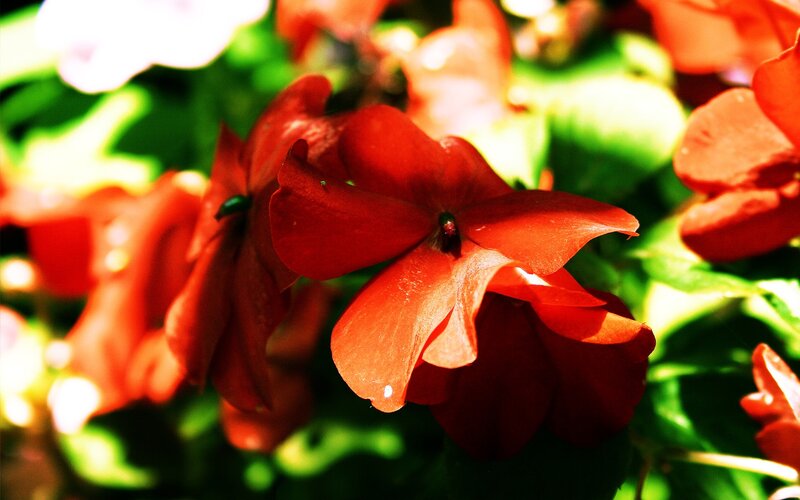 Red Flowers in Sunlight — Vibrant