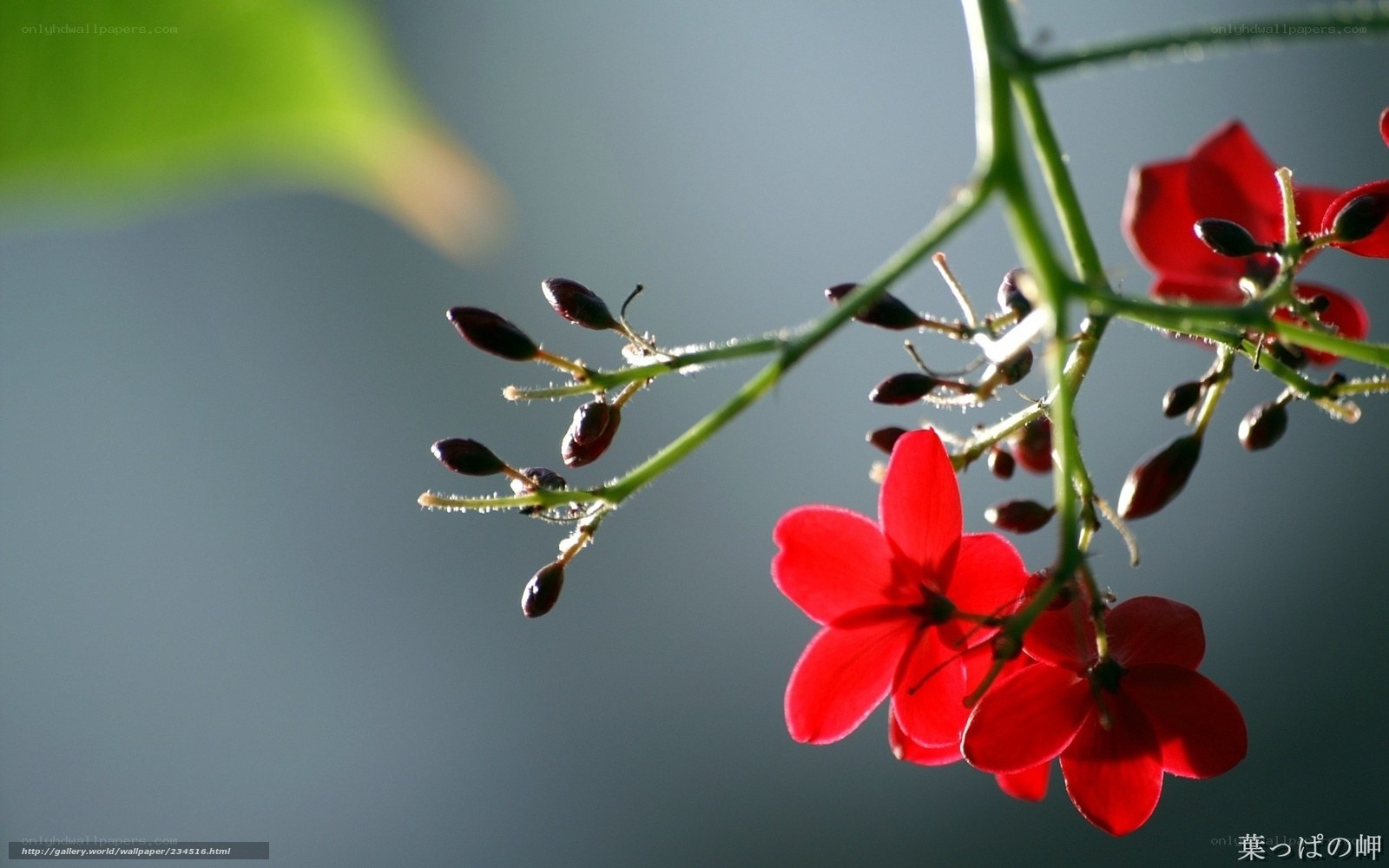 Red flowers in sunlight
