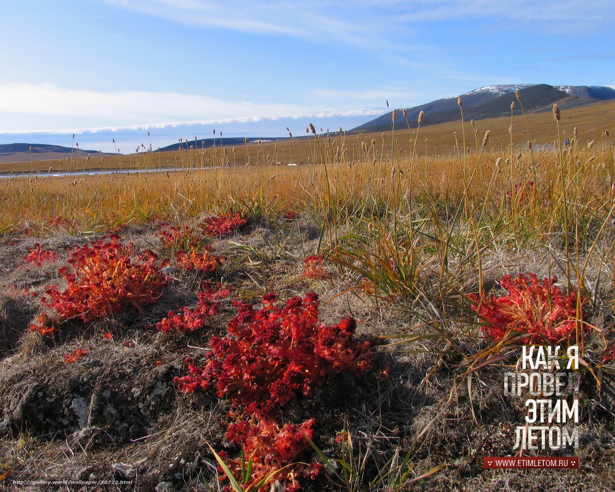 Red flowers in tundra landscape
