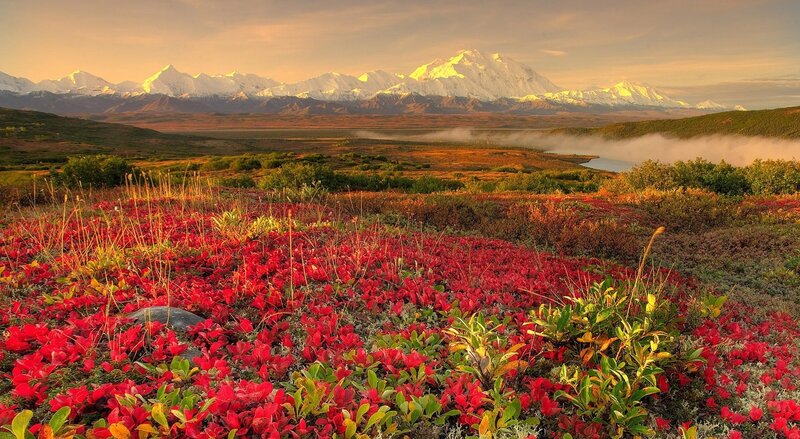 Red Flowers in Tundra — Serene