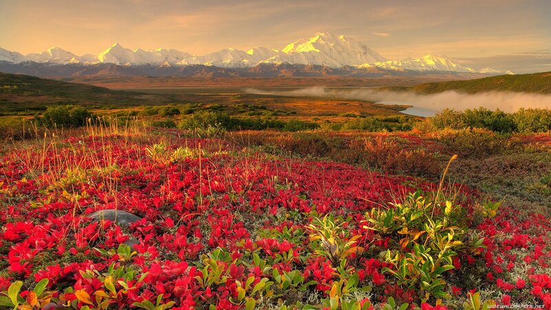 Red Flowers in Tundra