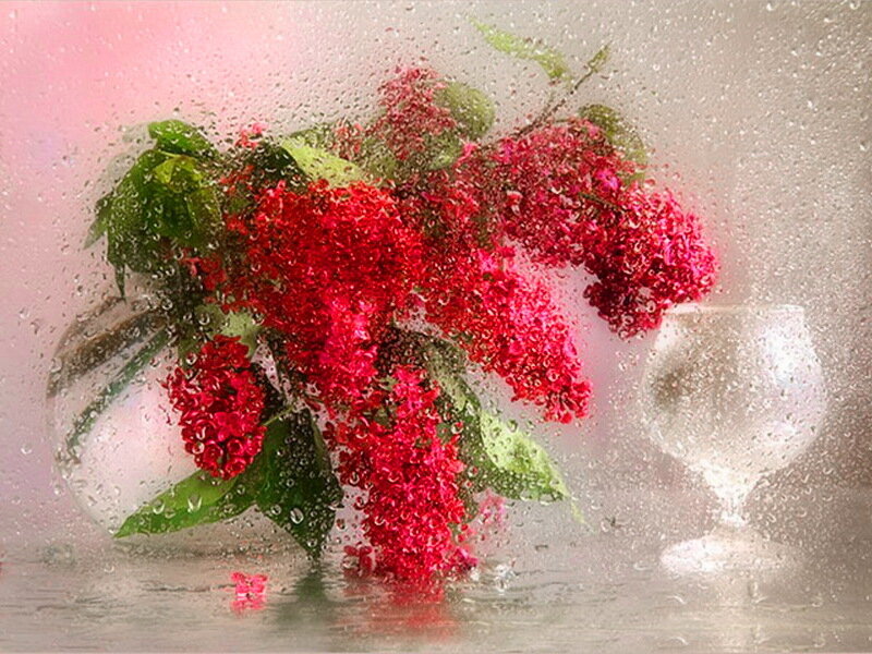 Red Flowers in Vase — Calm