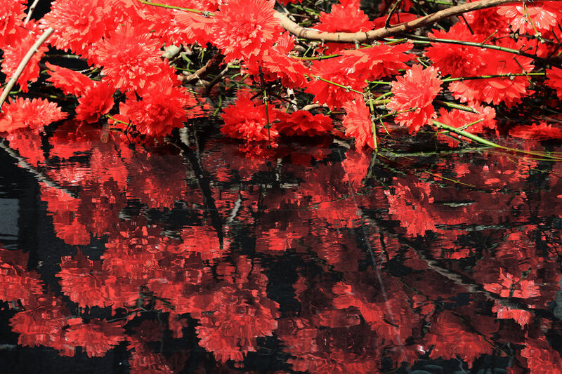 Red Flowers in Water — Calm