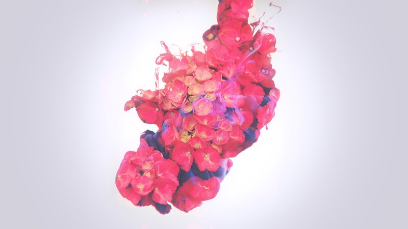 Red Flowers in Water — Pink