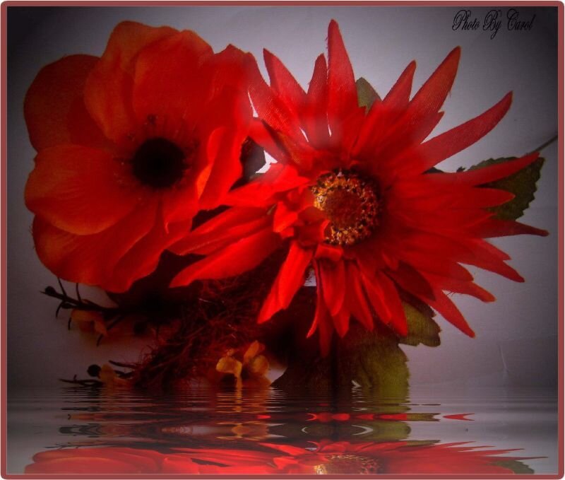Red Flowers in Water